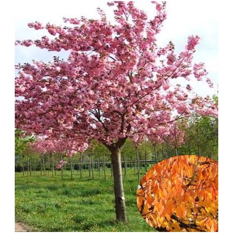 Prunus Kanzan Jardinerie Glomot Votre Horticulteur